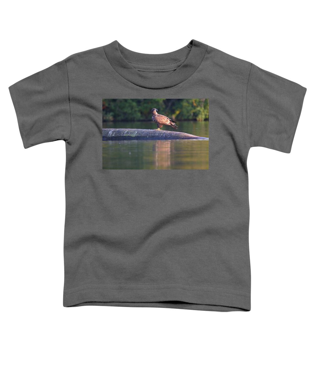 Bald Eagle Toddler T-Shirt featuring the photograph Juvenile Bald Eagle by Brook Burling