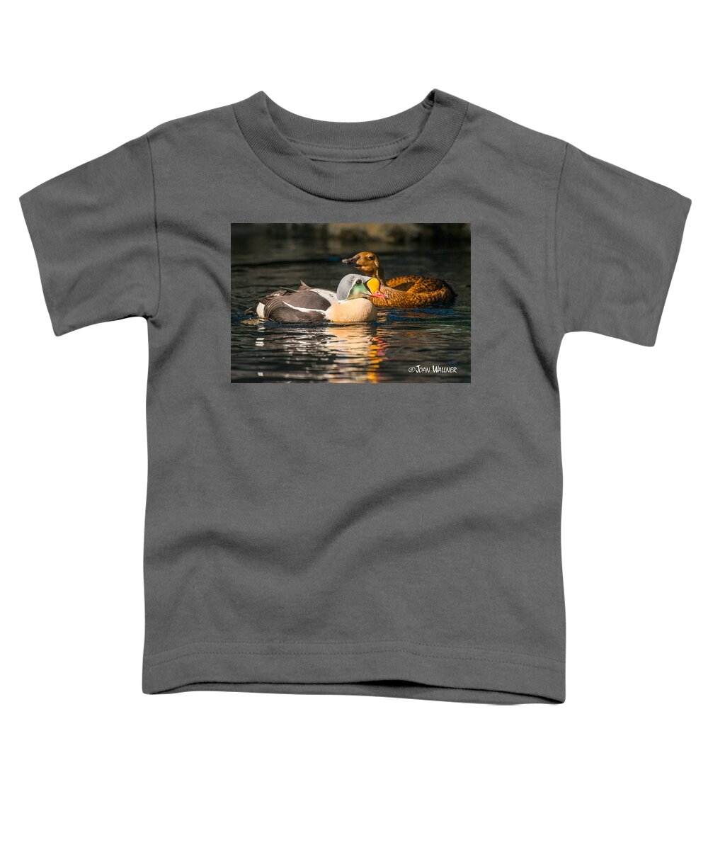Alaska Toddler T-Shirt featuring the photograph King Eider with his gal by Joan Wallner