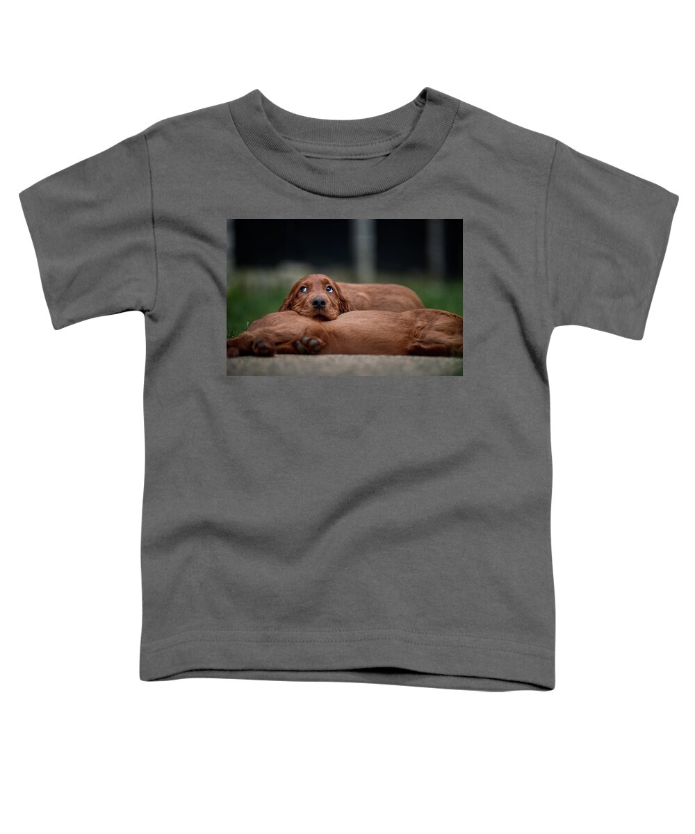 Setter Toddler T-Shirt featuring the photograph La vita e bella by Robert Krajnc