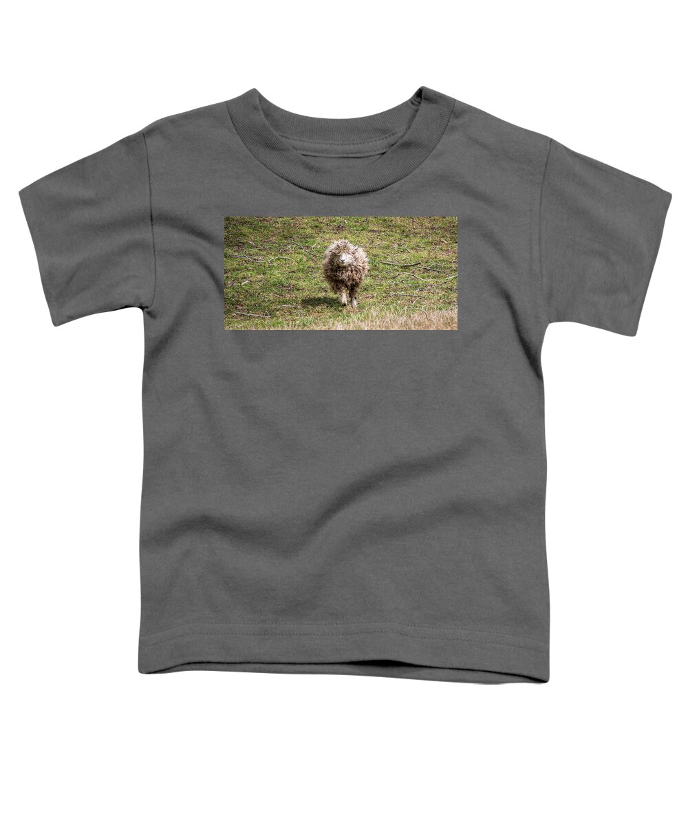 Leicester Toddler T-Shirt featuring the photograph Lettie The Leicester Longwool by Susie Weaver