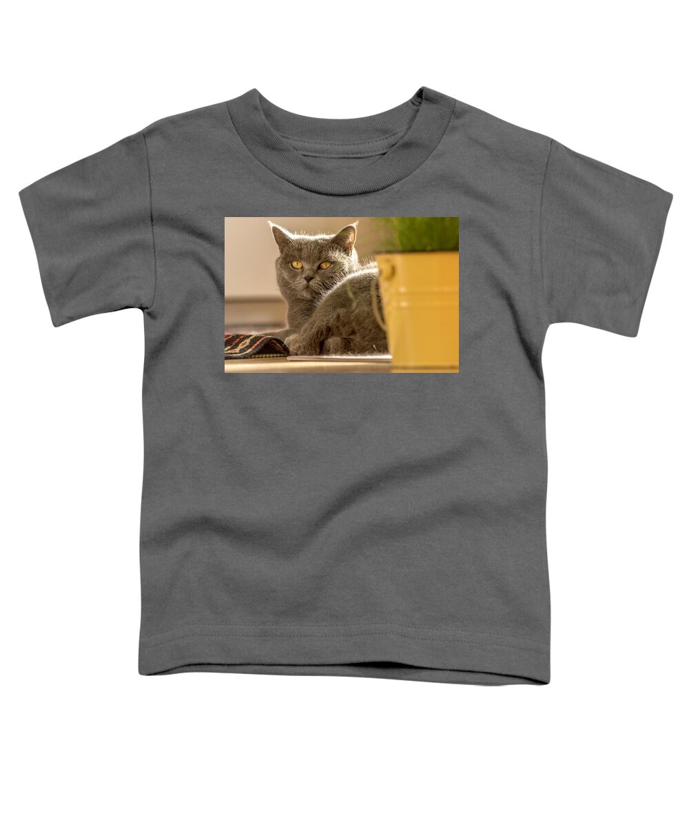 Cat Toddler T-Shirt featuring the photograph Lilli the cat by Wolfgang Stocker