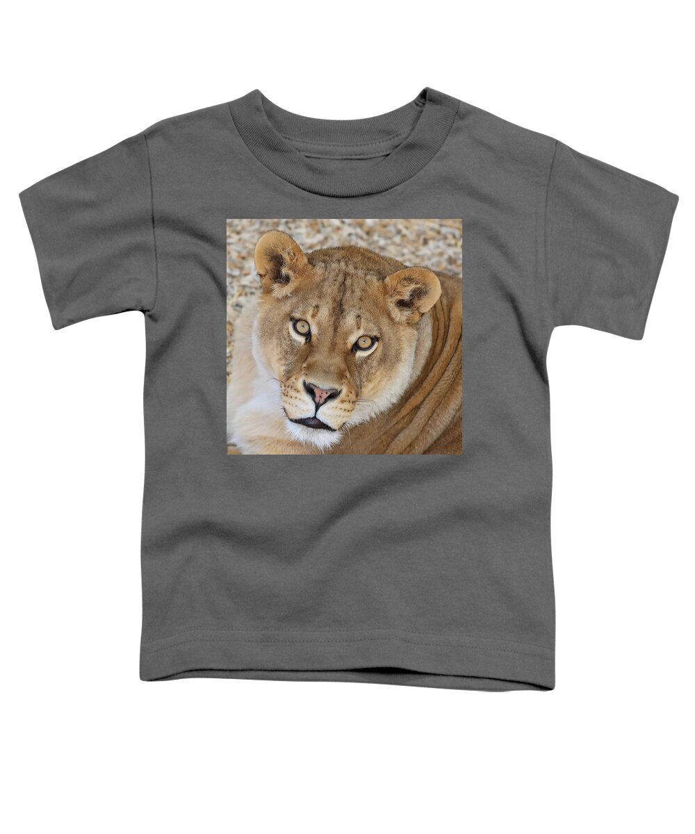  Lioness Toddler T-Shirt featuring the photograph Lioness - Queen Of A Pride. by Lena Owens - OLena Art Vibrant Palette Knife and Graphic Design