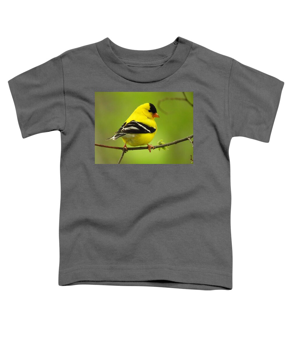 Goldfinch Toddler T-Shirt featuring the photograph Mister Goldfinch by Lori Frisch