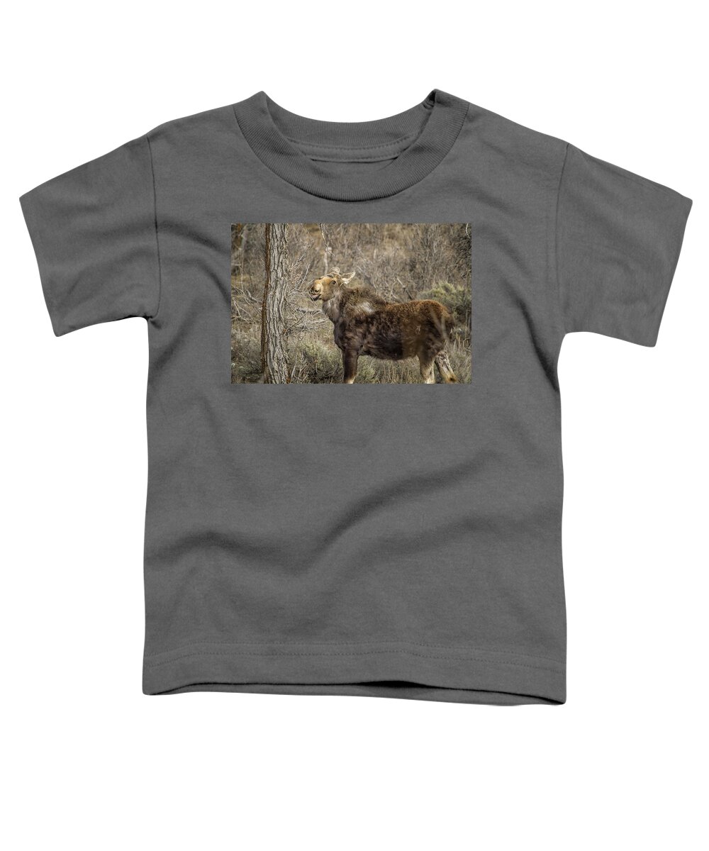 Moose Toddler T-Shirt featuring the photograph Mmm mmm Good by Belinda Greb