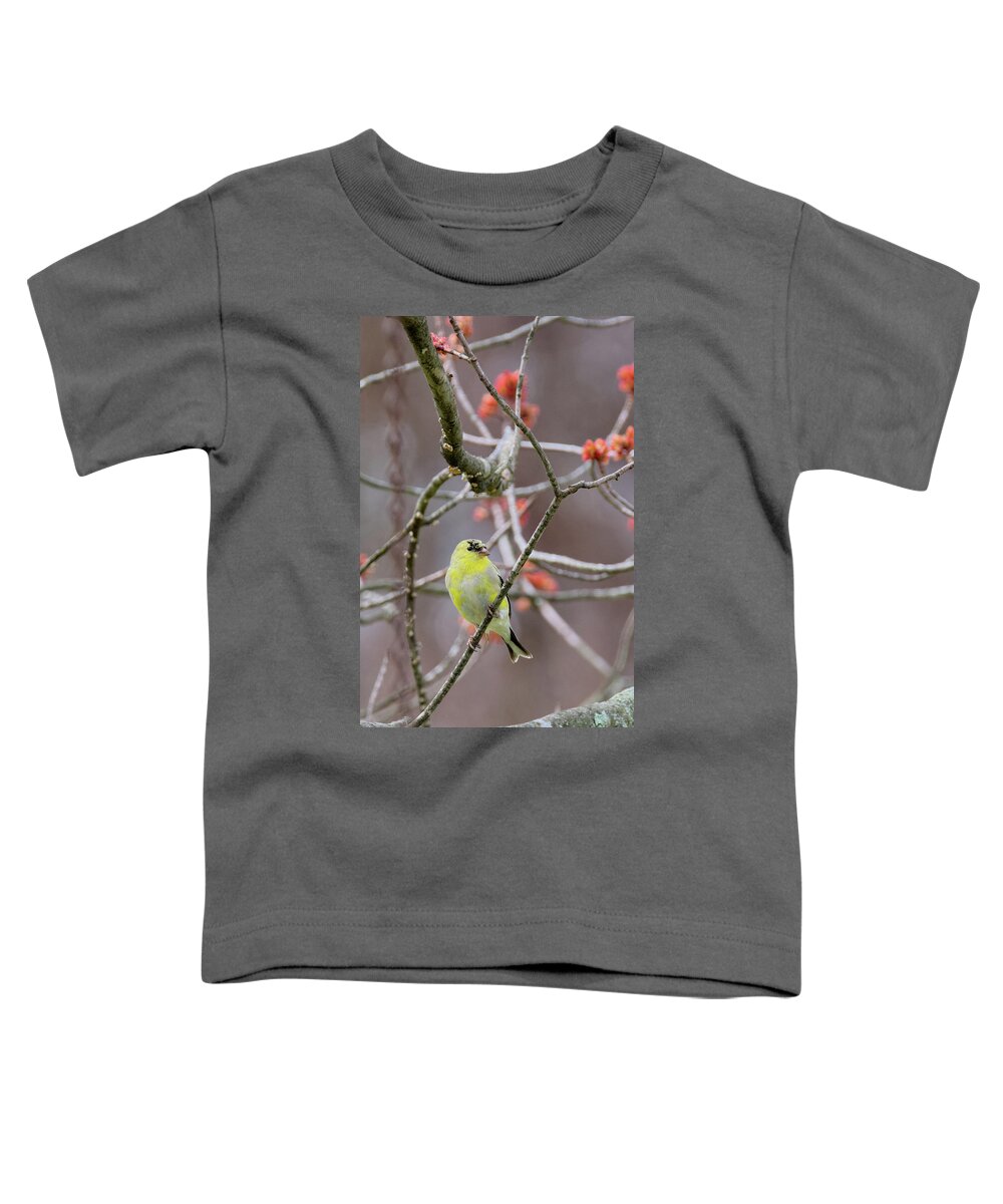 Finch Toddler T-Shirt featuring the photograph Molting Gold Finch by Bill Wakeley
