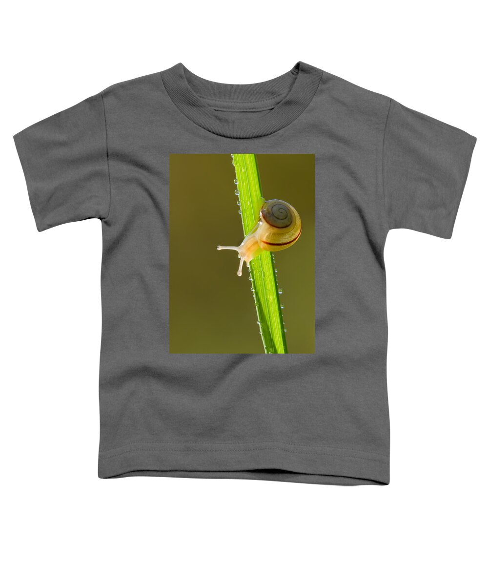 Snail Toddler T-Shirt featuring the photograph Morning Snail by Mircea Costina Photography