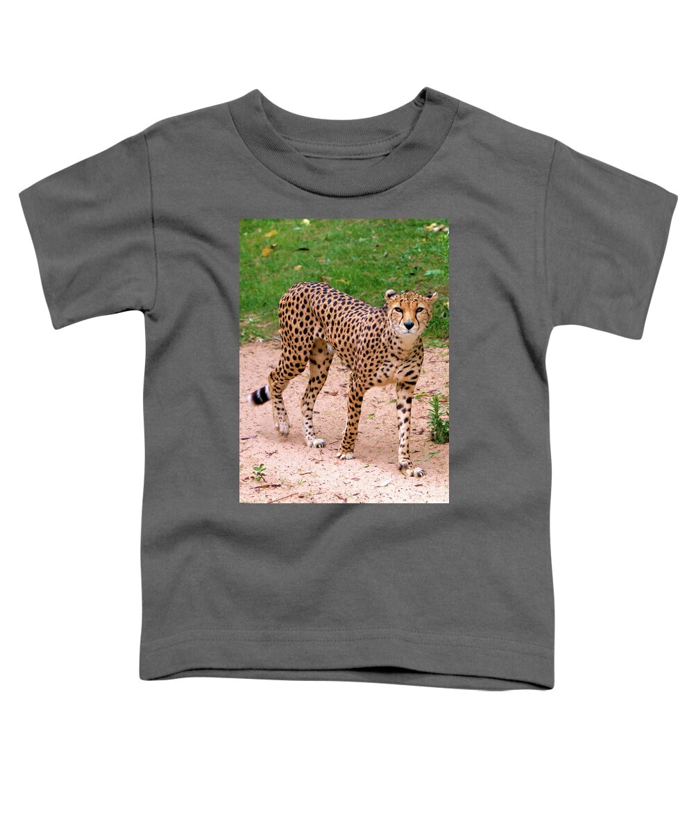 Animal Nature Toddler T-Shirt featuring the photograph North African Cheetah by Stephen Melia