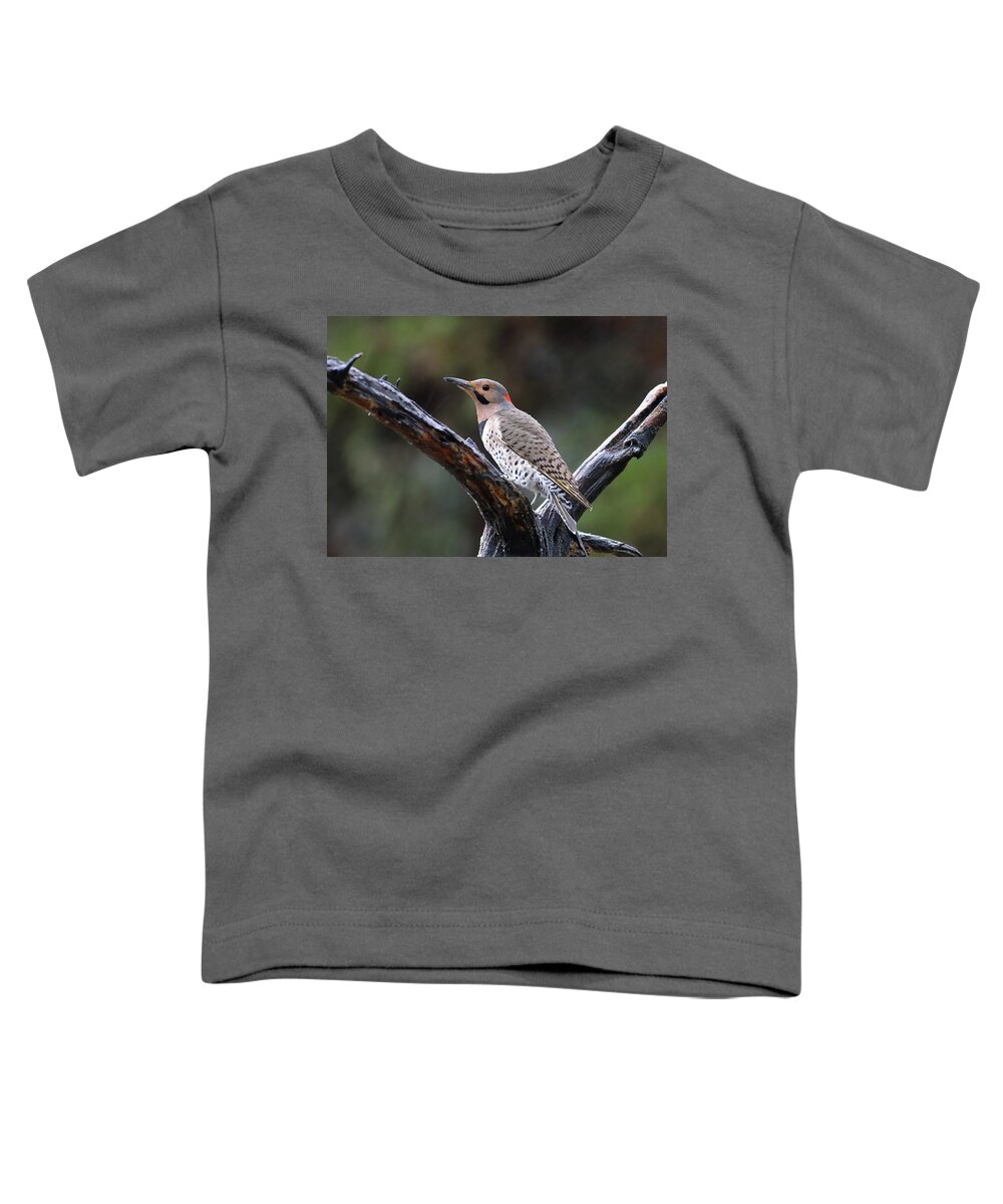 Bird Toddler T-Shirt featuring the photograph Northern Flicker In Rain by Daniel Reed