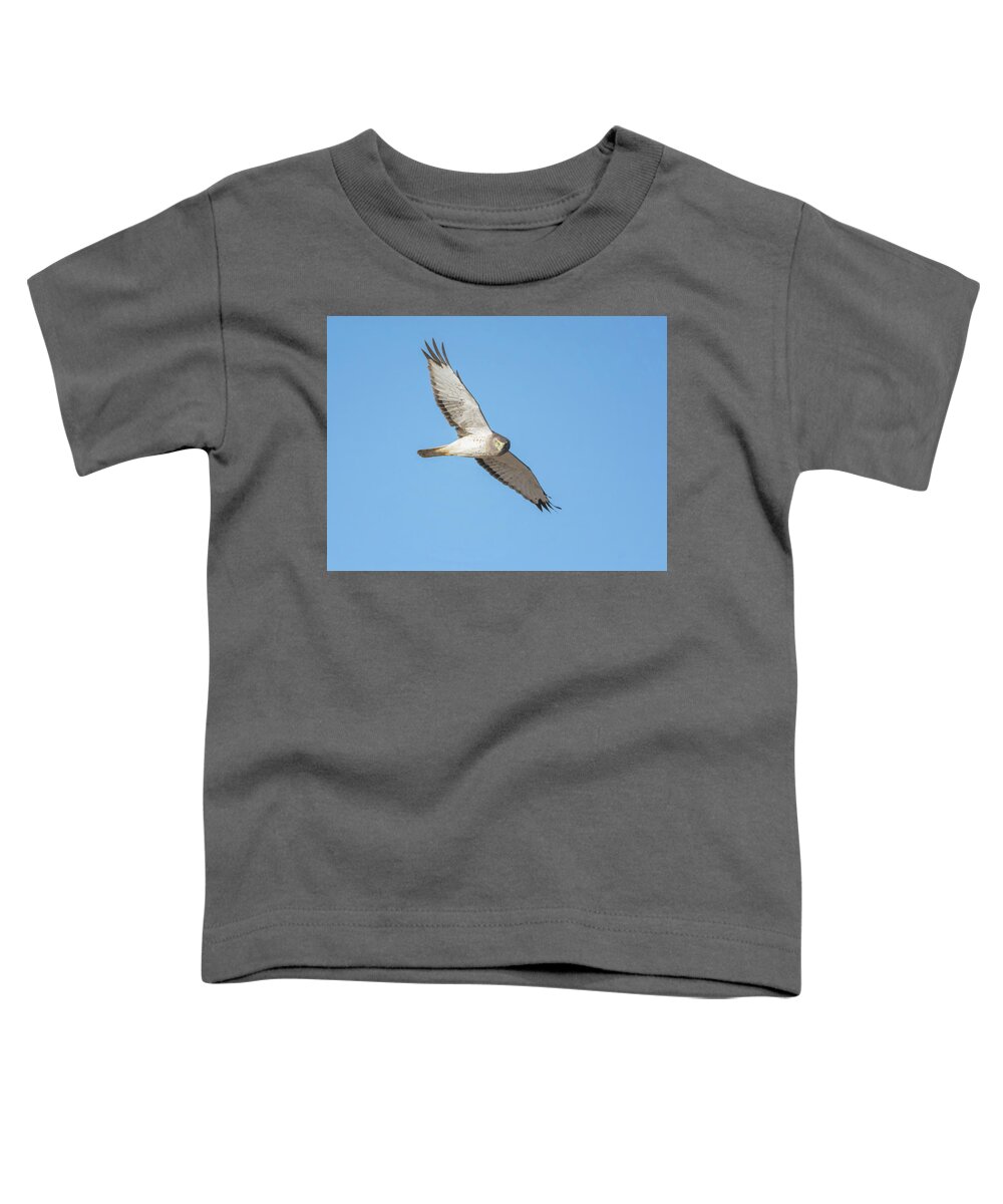 Northern Toddler T-Shirt featuring the photograph Northern Harrier by Tam Ryan