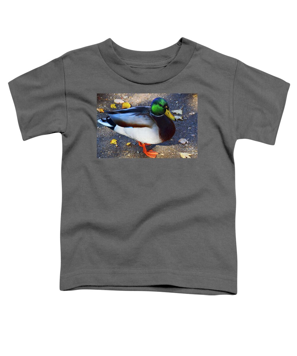 American Toddler T-Shirt featuring the photograph Northern Male Mallard Duck by Robyn King
