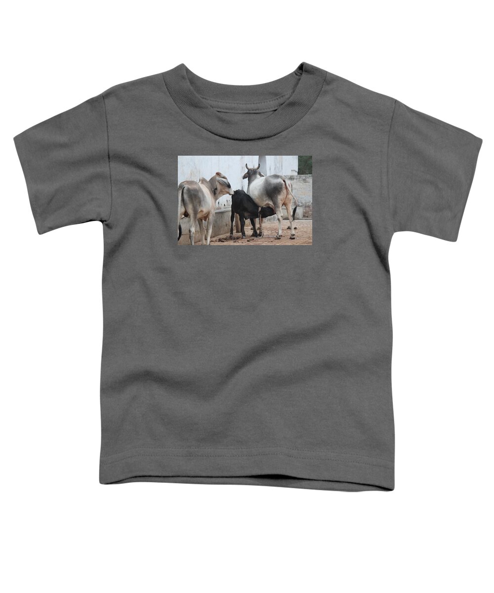 Nursing Cow Toddler T-Shirt featuring the photograph Nursing Baby Cow, Barsana by Jennifer Mazzucco