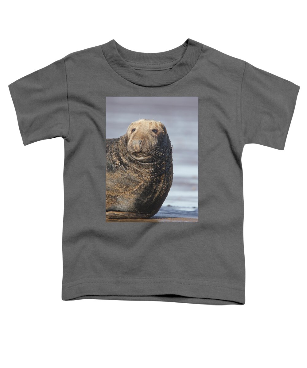 Seal Toddler T-Shirt featuring the photograph Old Atlantic Grey Seal on the beach by Tony Mills