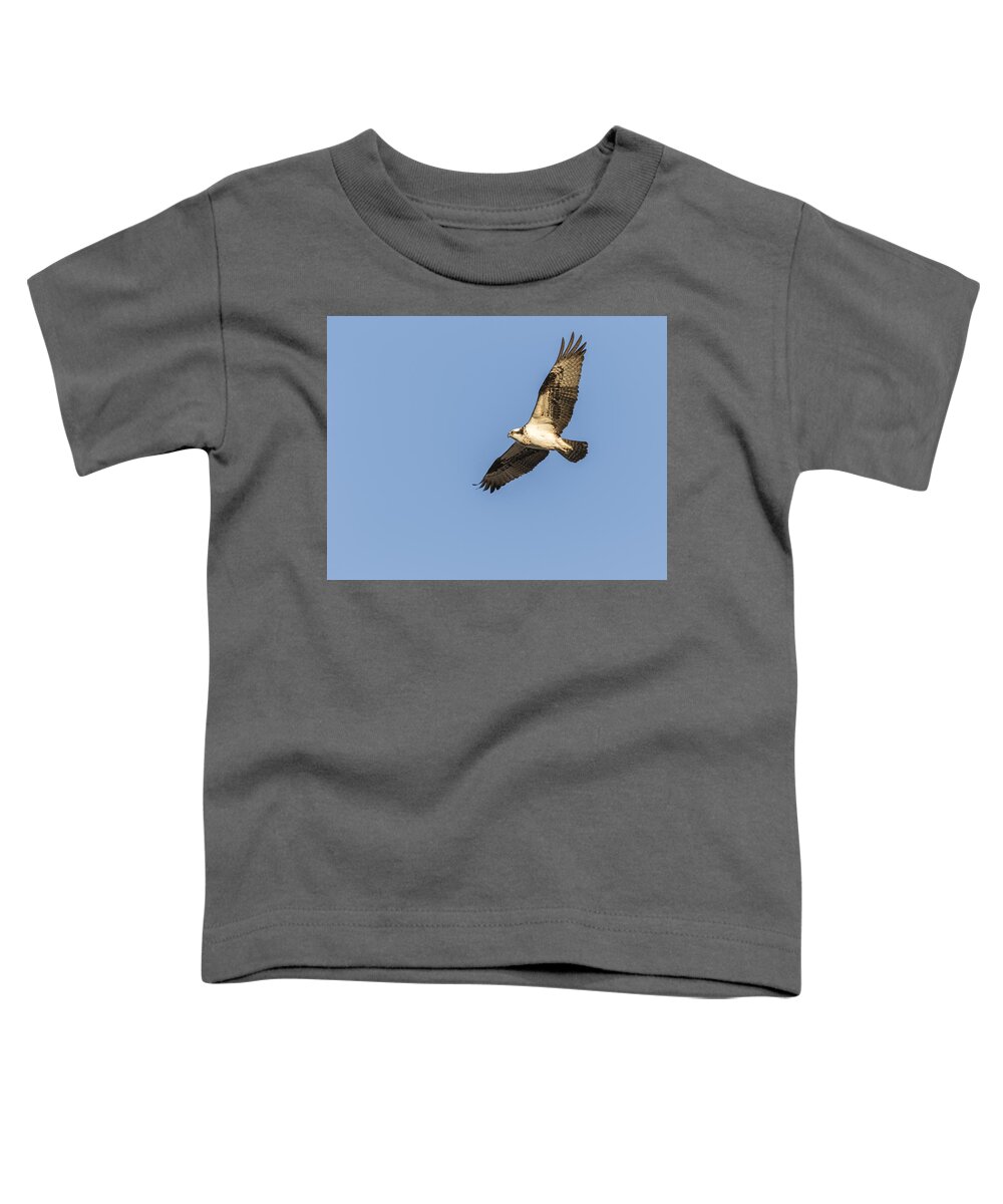 Osprey Toddler T-Shirt featuring the photograph Osprey 2016-2 by Thomas Young