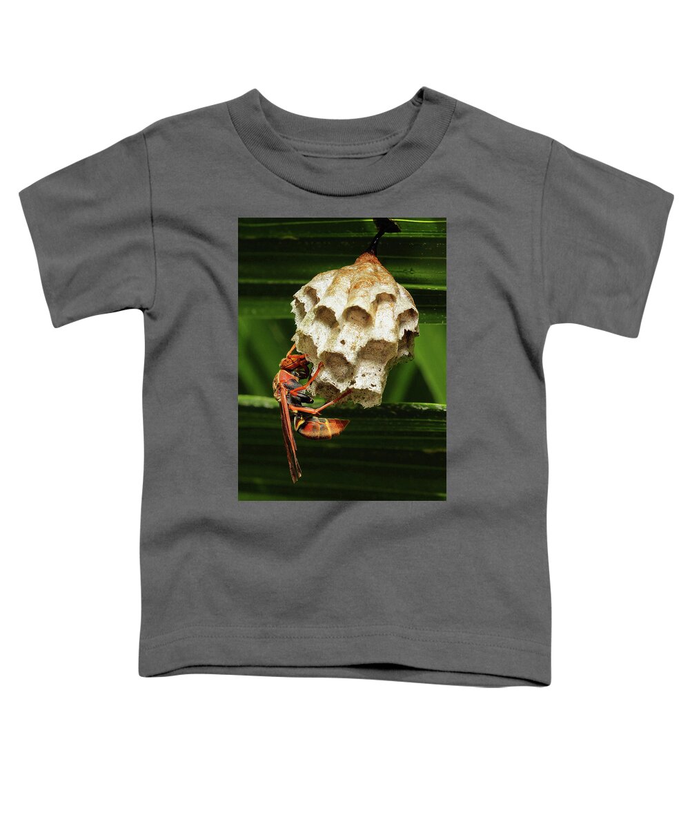 Paper Wasps Toddler T-Shirt featuring the photograph Paper wasps 00666 by Kevin Chippindall