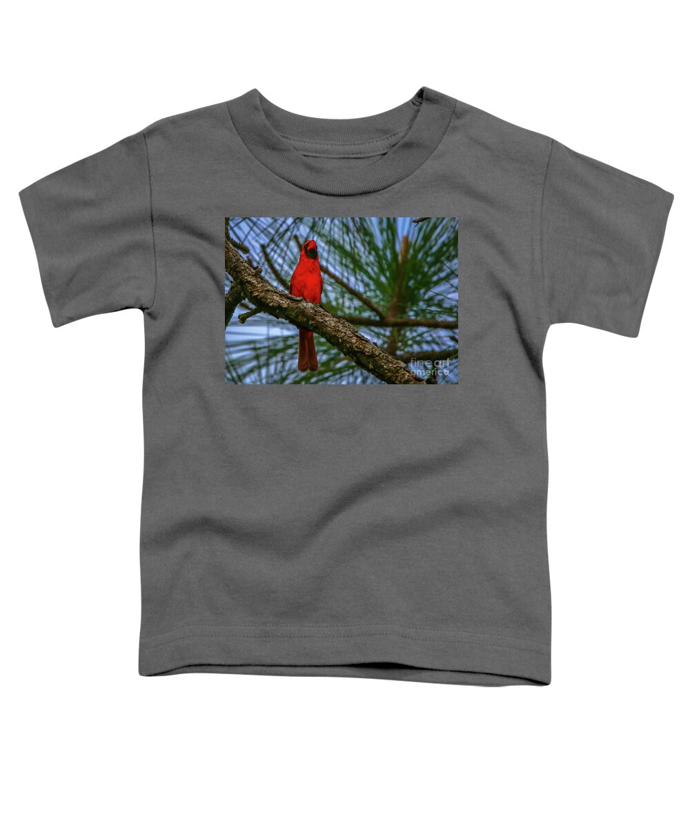 Cardinal. Bird Toddler T-Shirt featuring the photograph Perched Cardinal by Tom Claud