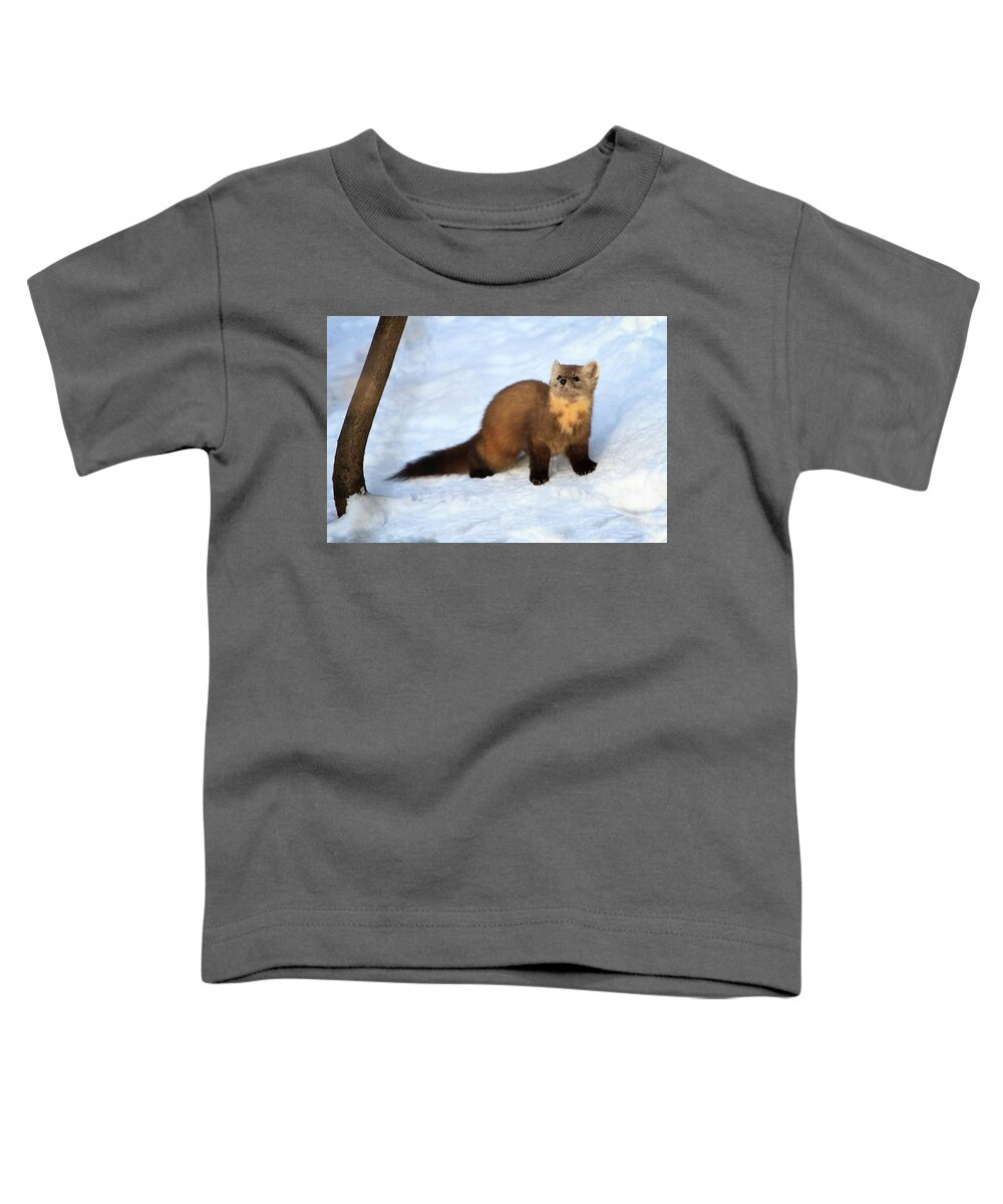 Wildlife Toddler T-Shirt featuring the photograph Pine Martin 2 by Gary Hall