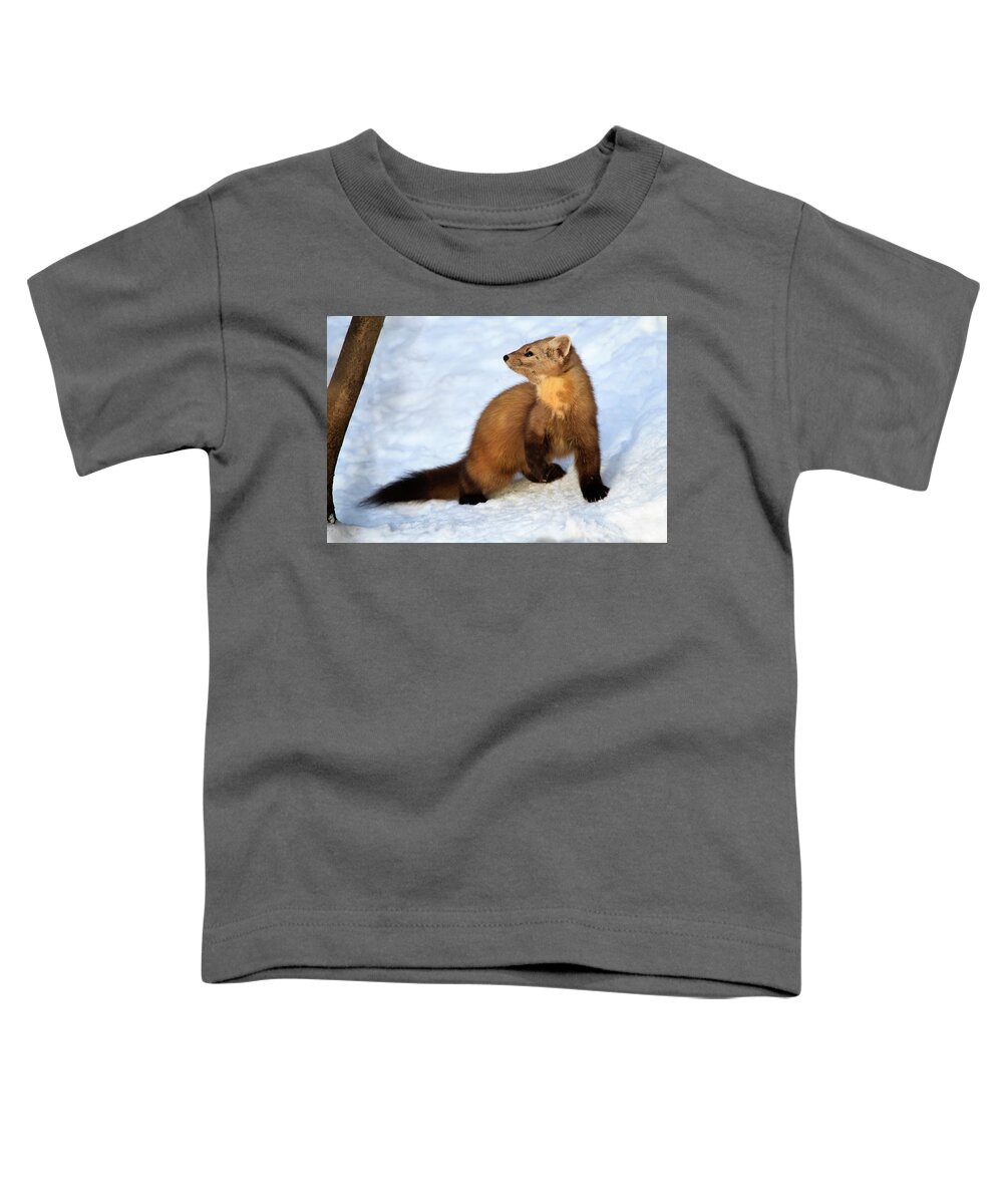 Wildlife Toddler T-Shirt featuring the photograph Pine Martin by Gary Hall