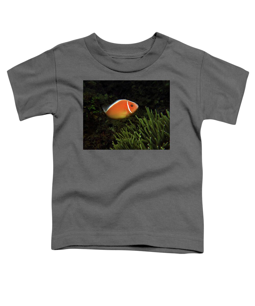 Pink Anemonefish Toddler T-Shirt featuring the photograph Pink Anemonefish, Indonesia 1 by Pauline Walsh Jacobson