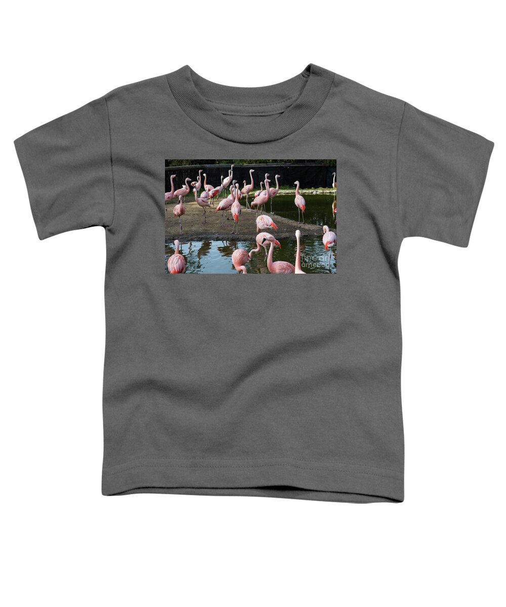 Flamingos Toddler T-Shirt featuring the photograph Pink Flamingos by Suzanne Luft