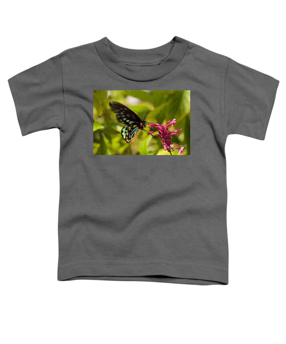Bug Toddler T-Shirt featuring the photograph Pollination - Common Birdwing Butterfly by Anthony Totah