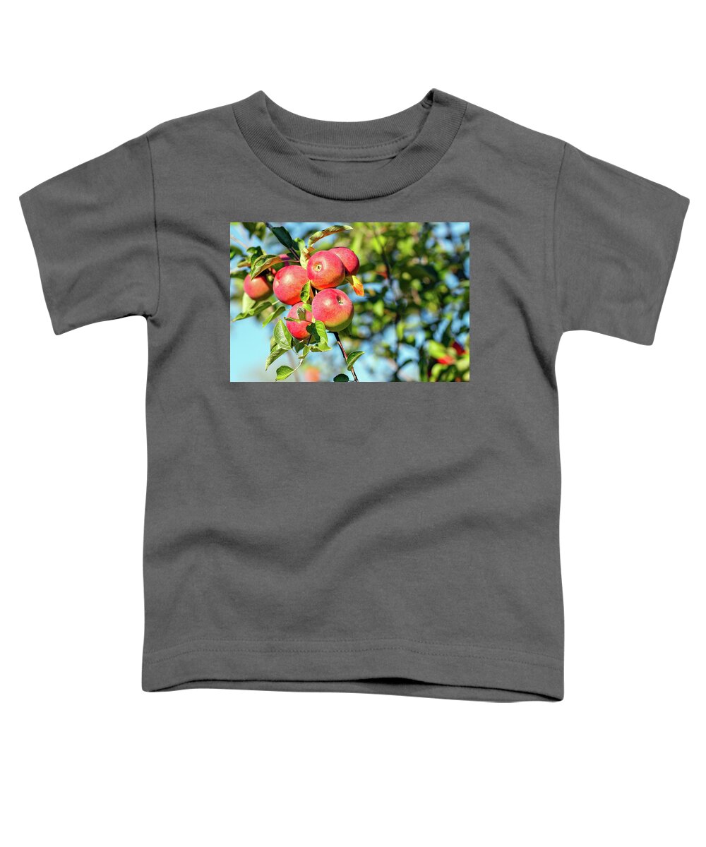 Apple Toddler T-Shirt featuring the photograph Ready to Pick by Todd Klassy