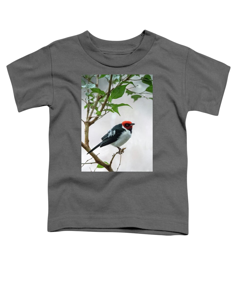 South America Toddler T-Shirt featuring the photograph Red Capped Cardinal 2 by Ed Taylor