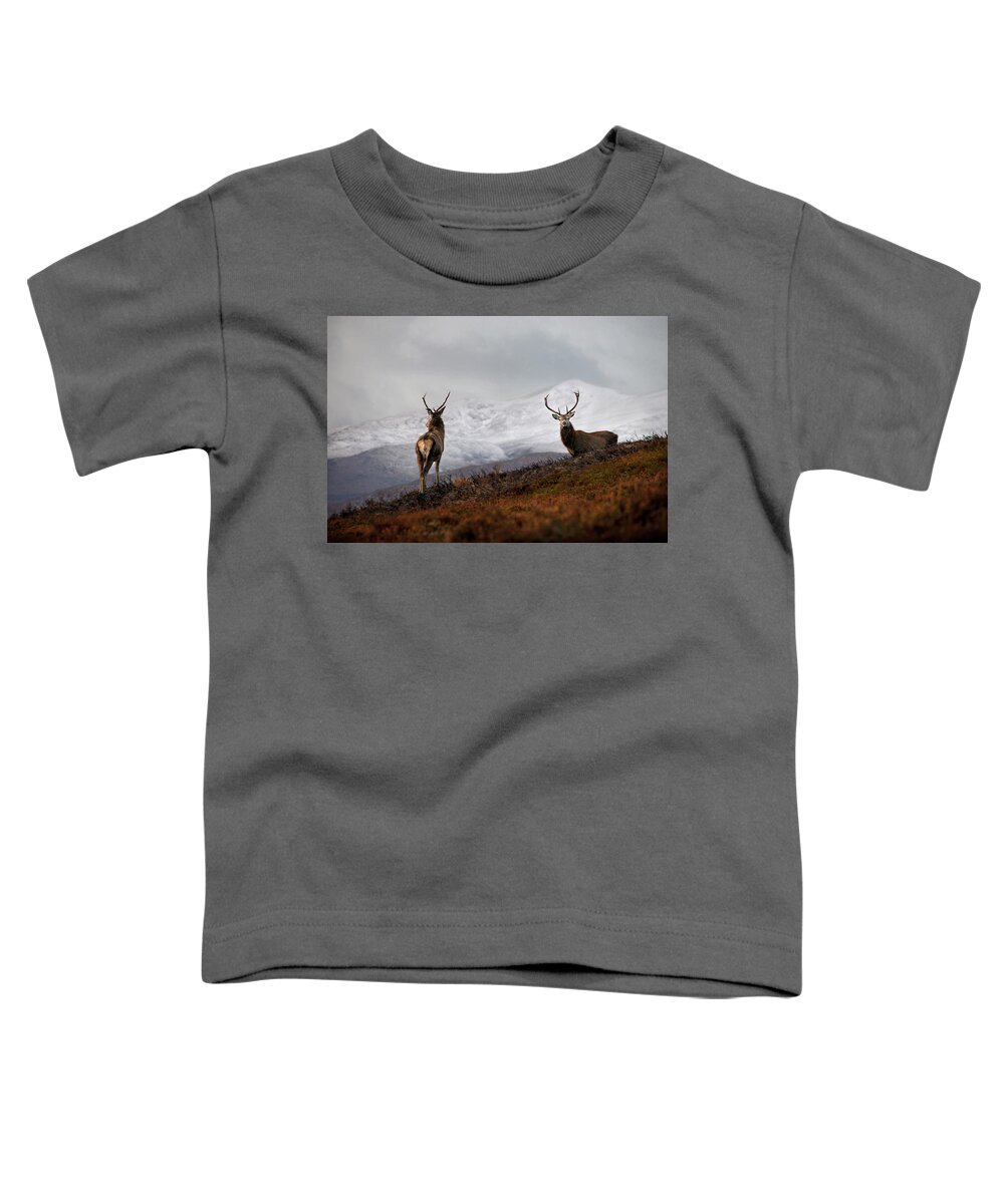 Red Deer Stags Toddler T-Shirt featuring the photograph Red Deer Stags by Gavin MacRae