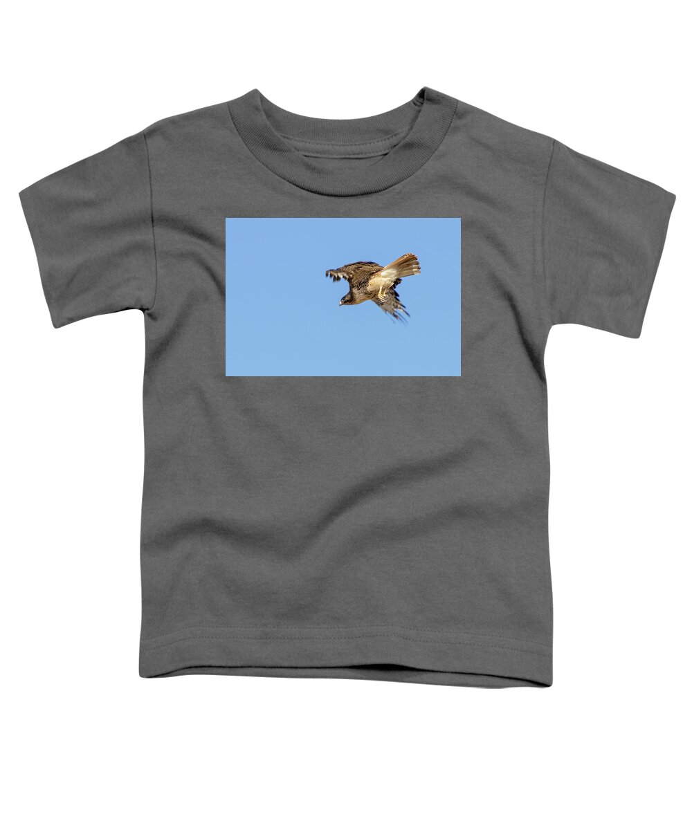 Hawk Toddler T-Shirt featuring the photograph Red Tailed Hawk 2 by Rick Mosher