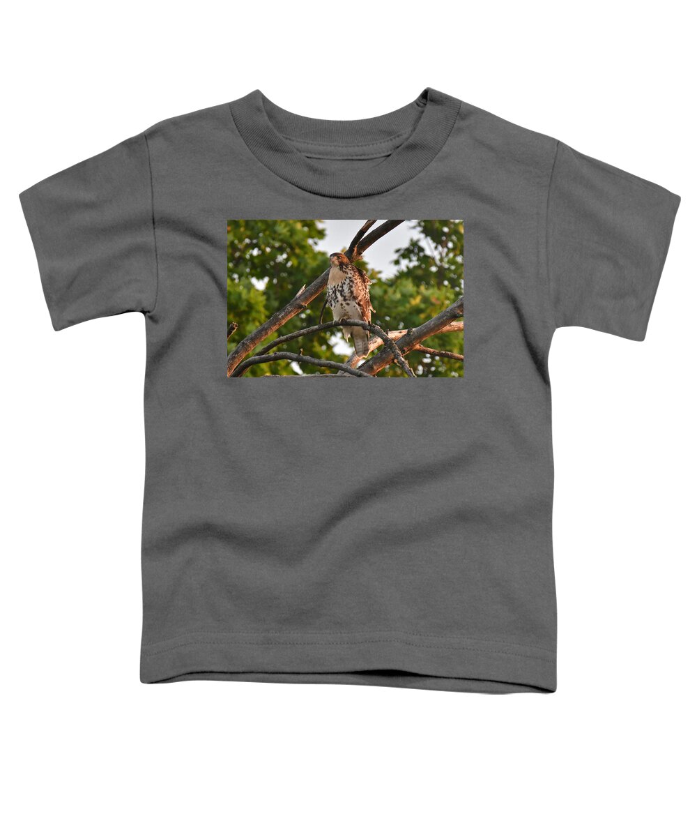 Animal Toddler T-Shirt featuring the photograph Red-tailed Hawk 5310 by Michael Peychich