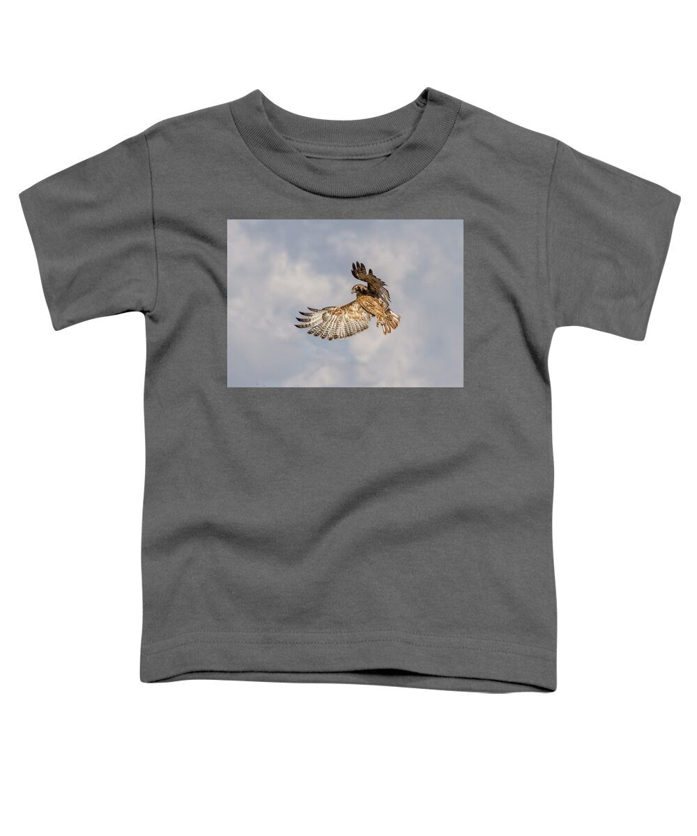 Hawk Toddler T-Shirt featuring the photograph Red Tailed Hawk 6 by Rick Mosher