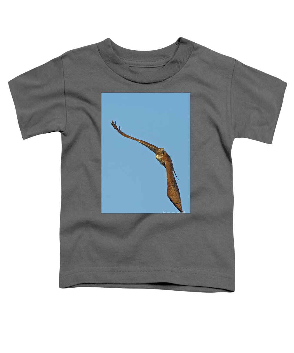 Hawk Toddler T-Shirt featuring the photograph Red Tailed Hawk in California Bird Sanctuary by Natural Focal Point Photography