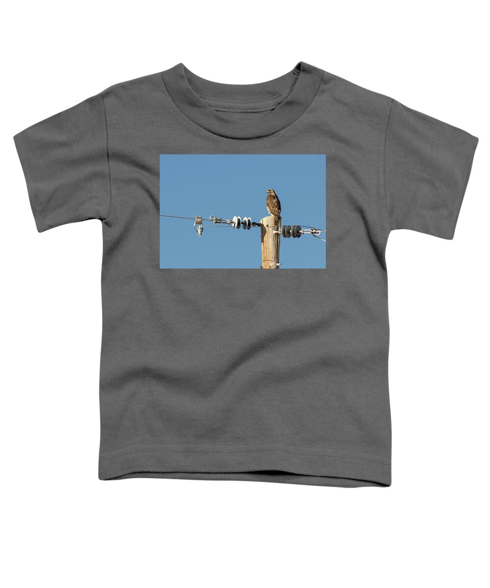 Hawk Toddler T-Shirt featuring the photograph Red Tailed Hawk by Rick Mosher
