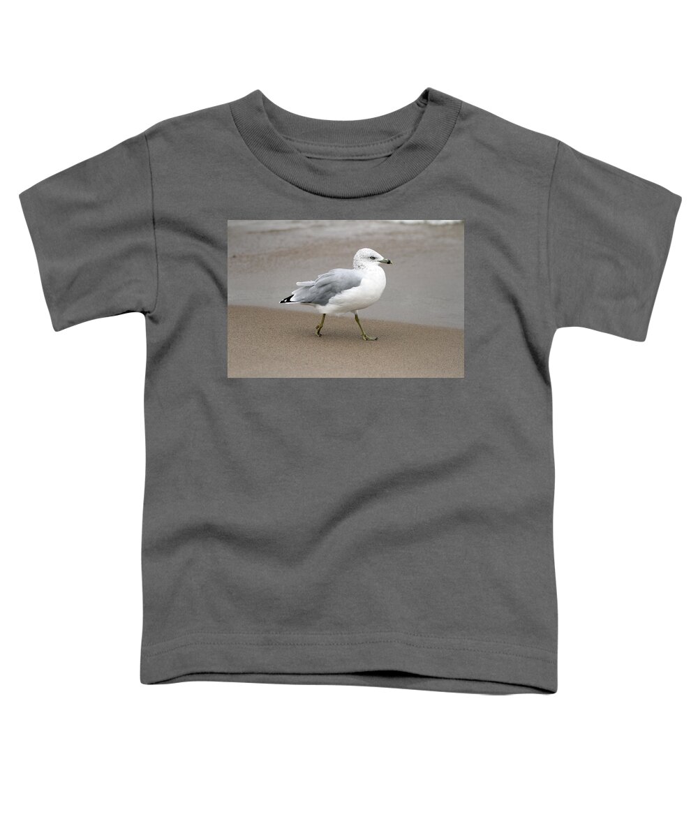 Ring Billed Gull Toddler T-Shirt featuring the photograph Ring Billed Gull by Jackson Pearson