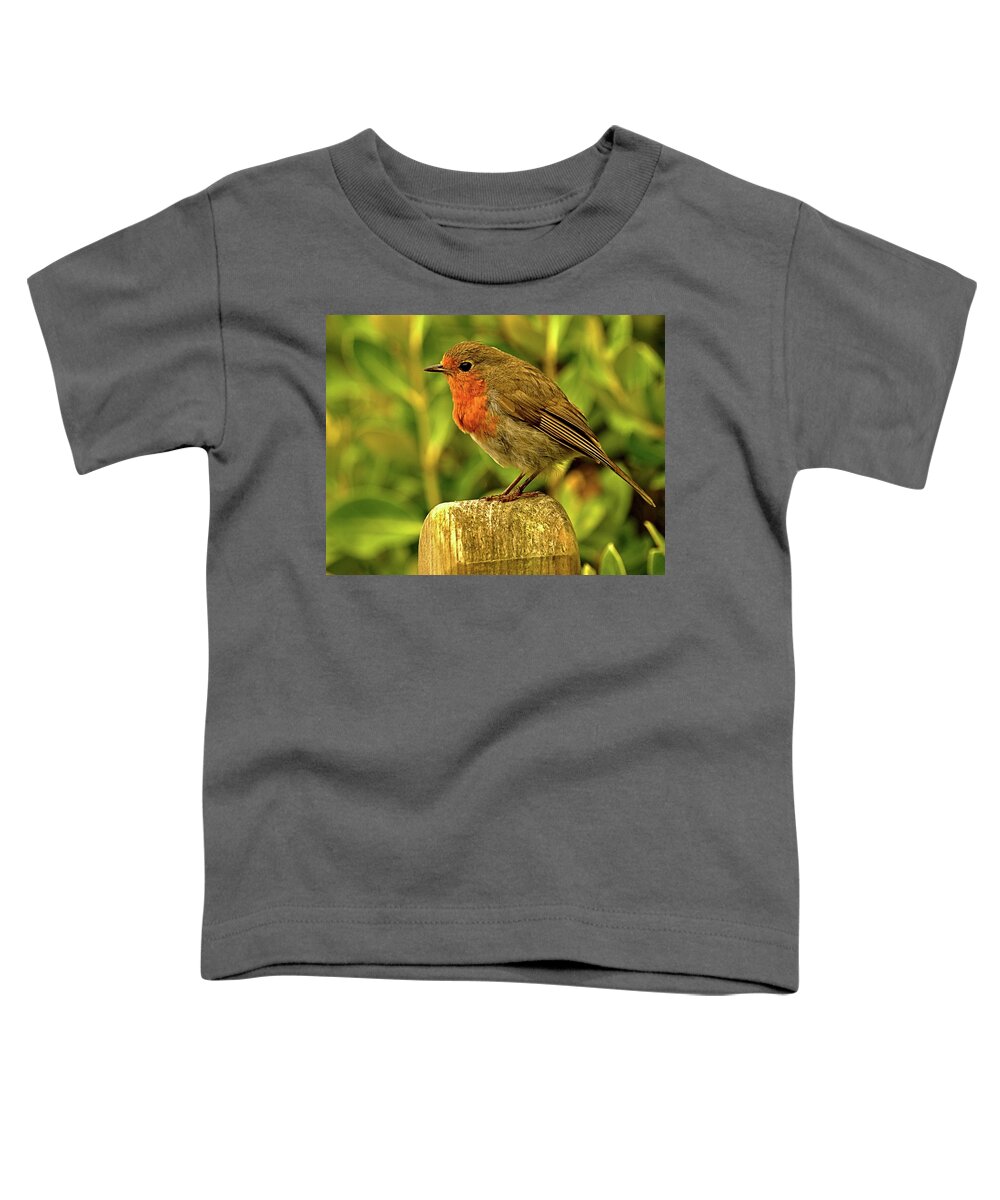 Animals Toddler T-Shirt featuring the photograph Robin on a Post by Richard Denyer