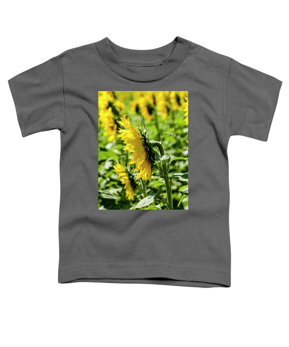 Agriculture Toddler T-Shirt featuring the photograph Rows of Sunflowers by Teri Virbickis