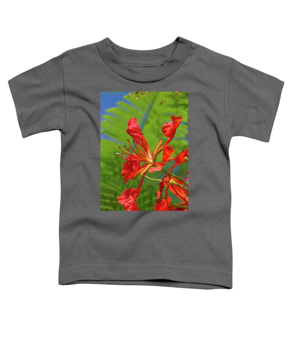Royal Poinciana Toddler T-Shirt featuring the photograph Royal Poinciana Flower by Paul Rebmann
