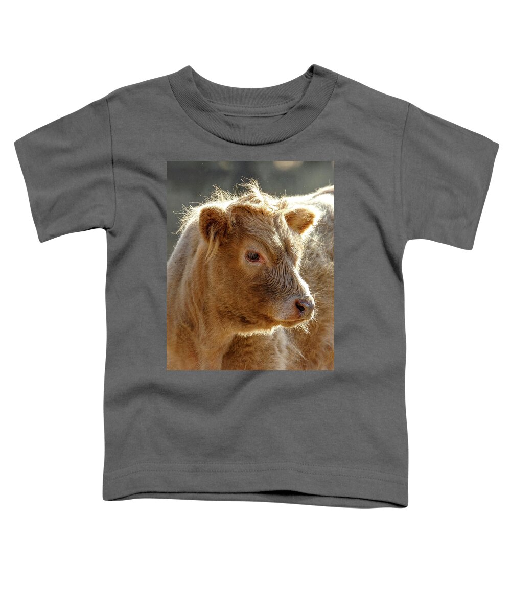 Scottish Highland Calf Toddler T-Shirt featuring the photograph Scottish Highland Calf by Wes and Dotty Weber