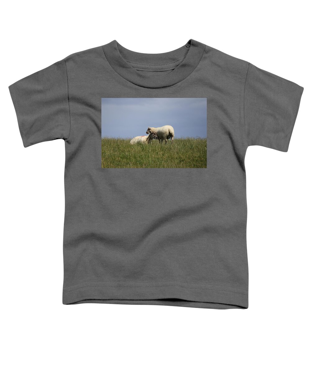 Sheep Toddler T-Shirt featuring the photograph Sheep 4221 by John Moyer