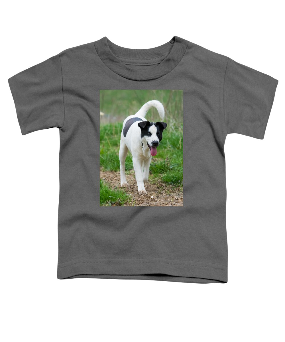Dog Toddler T-Shirt featuring the photograph Silly Dog by Holden The Moment