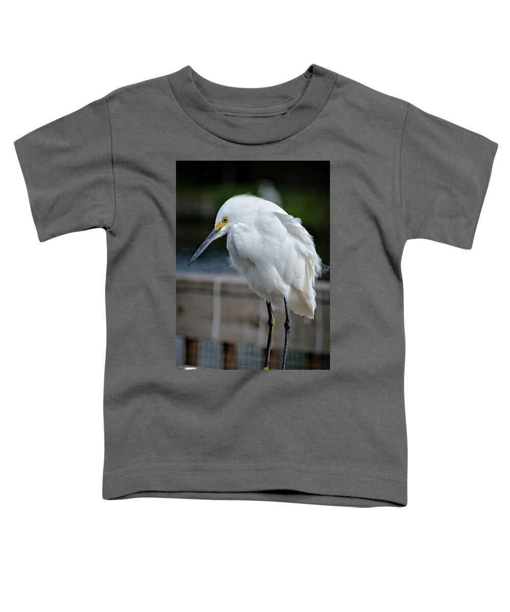 Amusement Parks Toddler T-Shirt featuring the photograph Snowy Egret by Jim Thompson