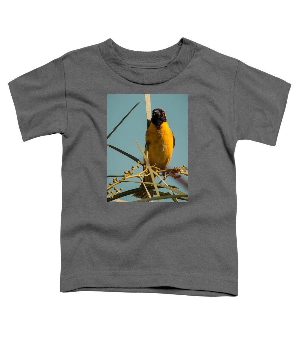 Bird Toddler T-Shirt featuring the photograph Southern Masked Weaver by Claudio Maioli