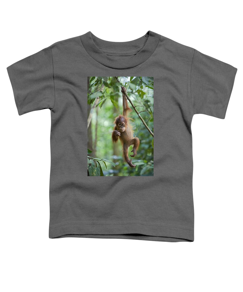 Mp Toddler T-Shirt featuring the photograph Sumatran Orangutan Pongo Abelii One by Suzi Eszterhas