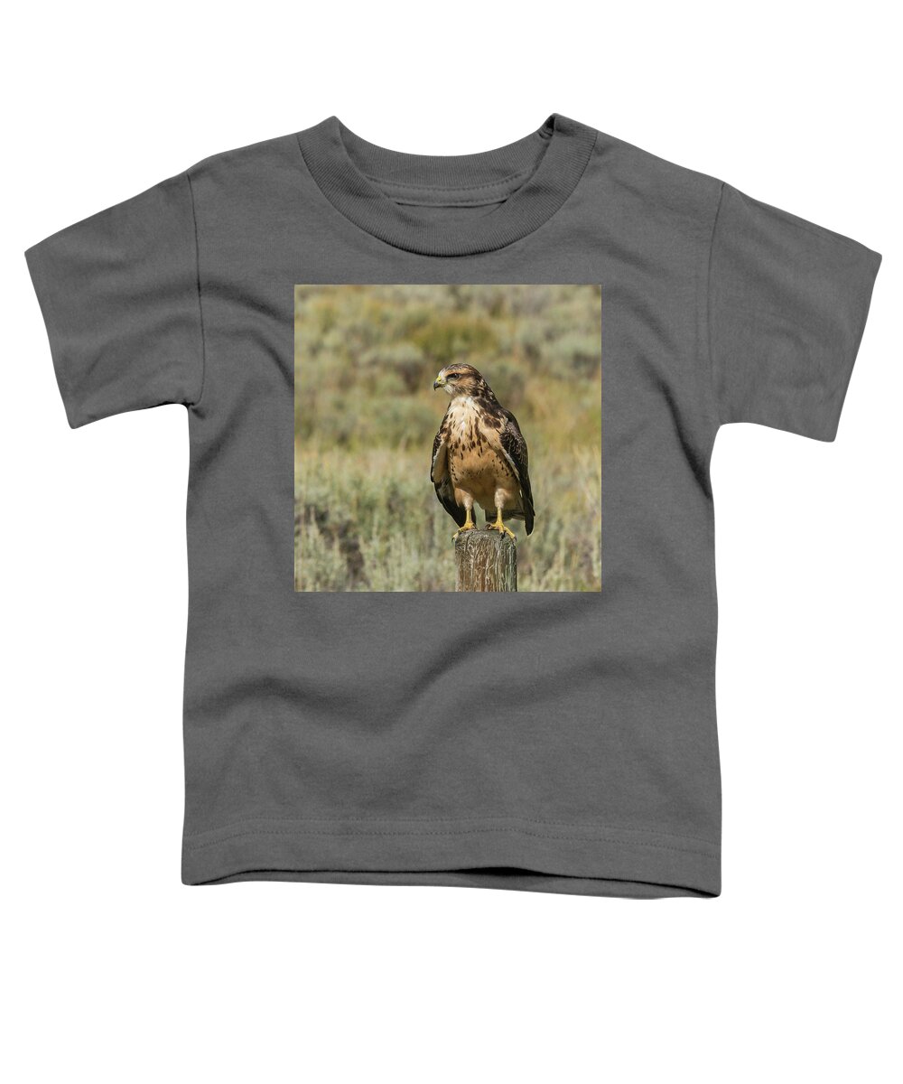 Hawk Toddler T-Shirt featuring the photograph Sunning In The Afternoon by Yeates Photography