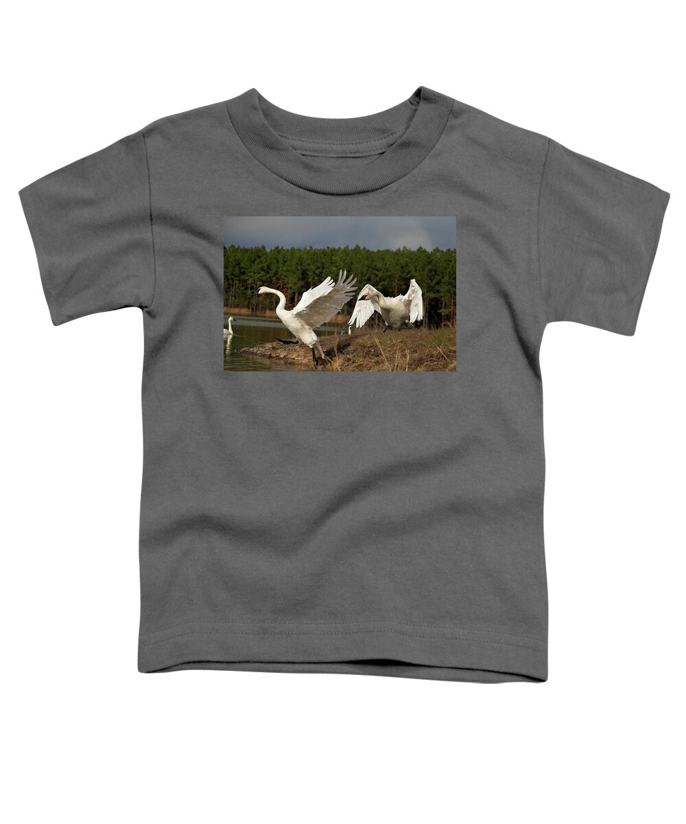 Trumpeter Swan Toddler T-Shirt featuring the photograph Swan Fight by Eilish Palmer