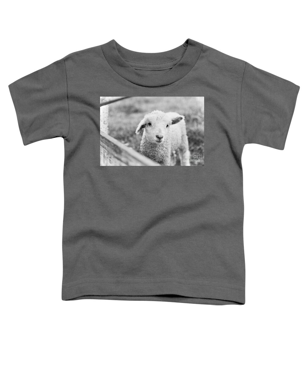 Sheep Toddler T-Shirt featuring the photograph A Lamb by Lara Morrison