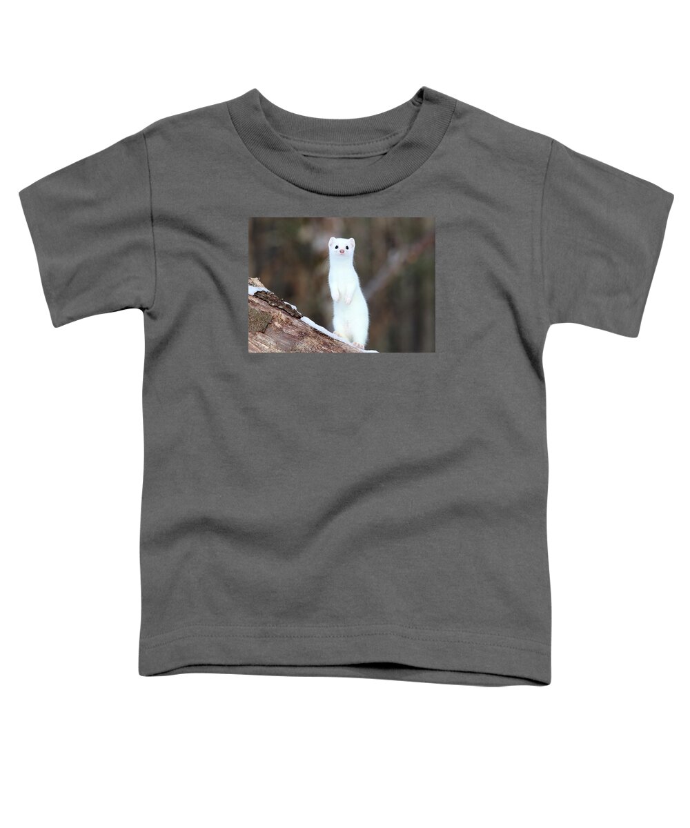 Weasel Toddler T-Shirt featuring the photograph The Curious Weasel by Duane Cross