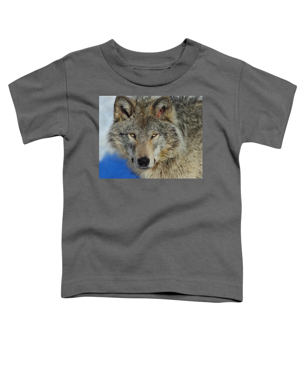 Timber Wolf Toddler T-Shirt featuring the photograph Timber Wolf Portrait by Tony Beck