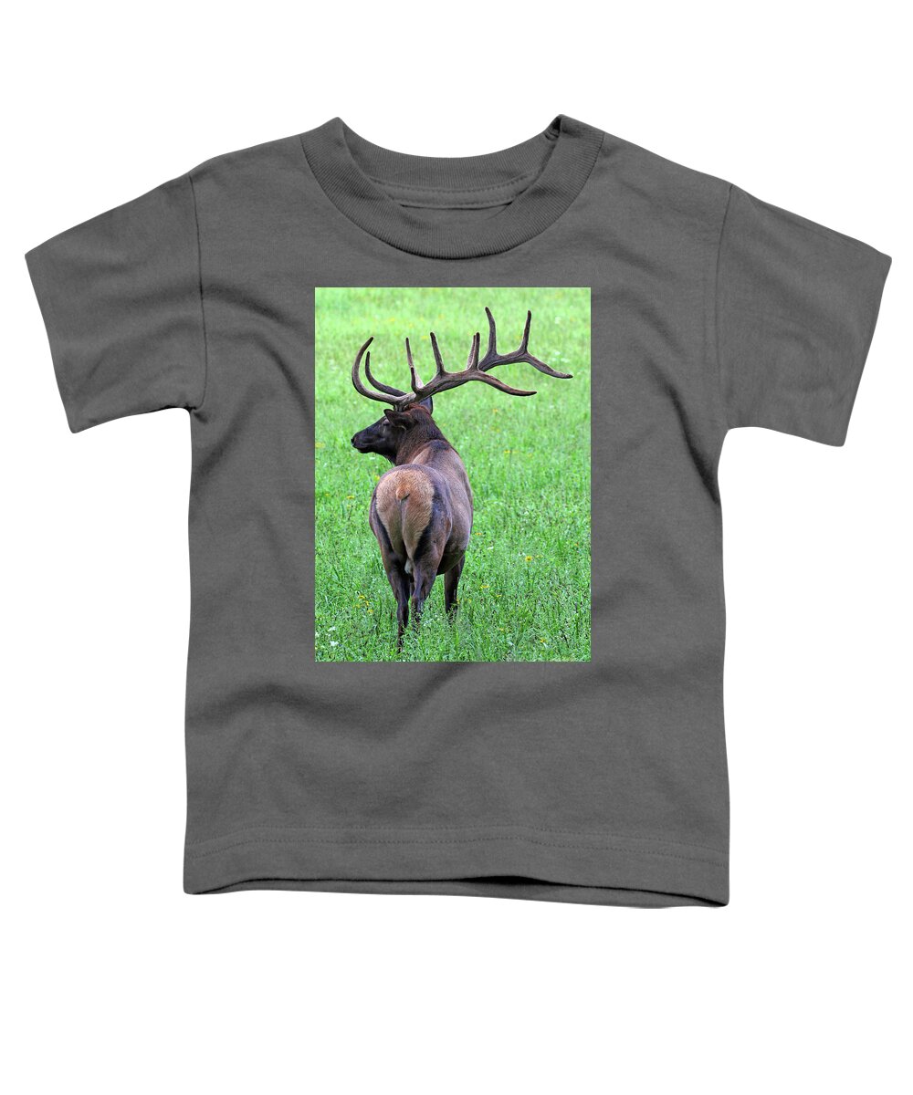 Twelve Point Stud Toddler T-Shirt featuring the photograph Twelve Point Stud by Jennifer Robin