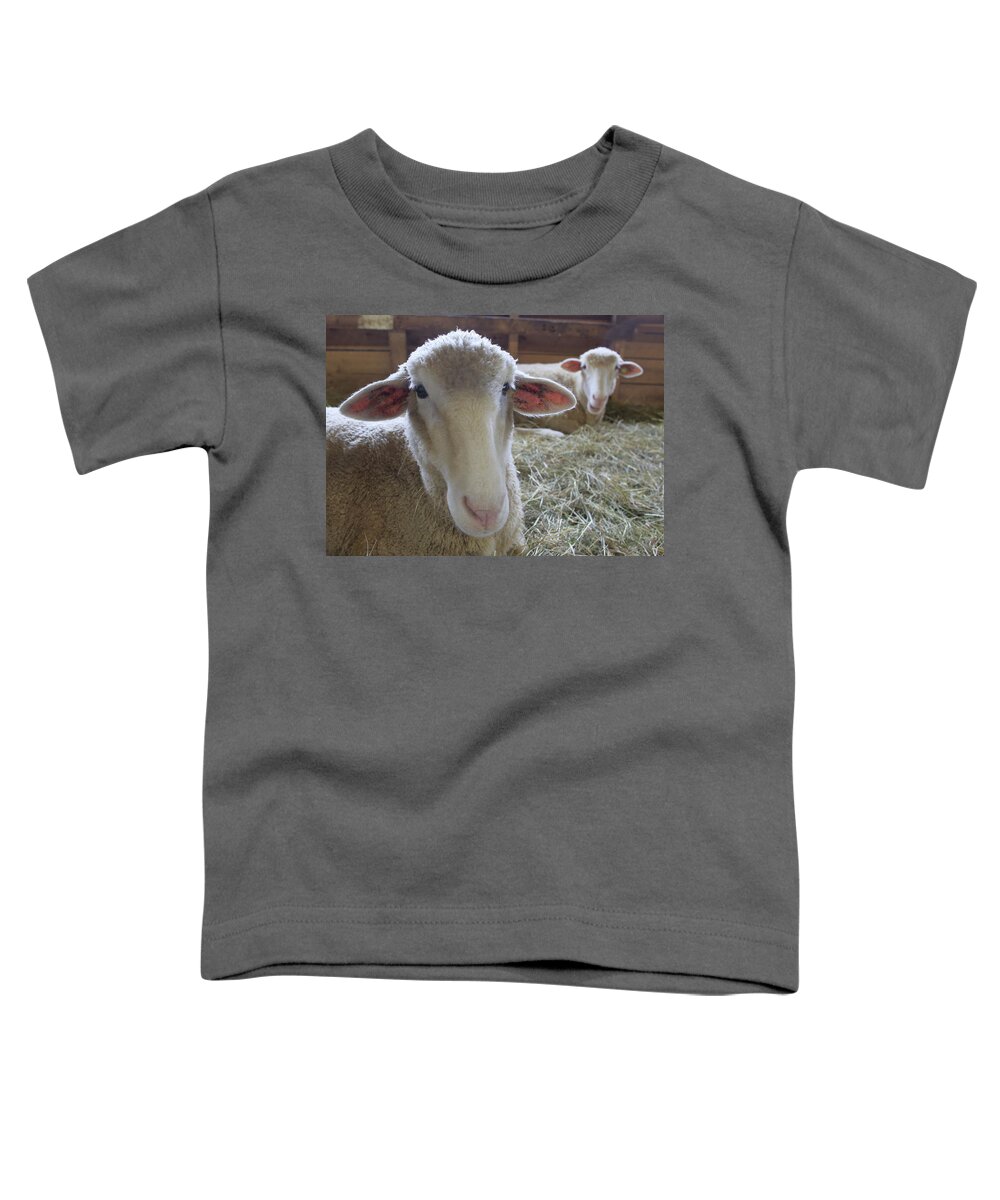 Farm Animals Toddler T-Shirt featuring the photograph Two funny sheep in a barn by Gary Corbett