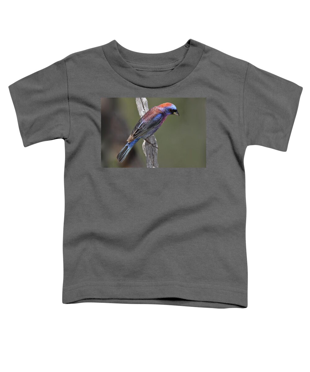 Bird Toddler T-Shirt featuring the photograph Varied Bunting by Alan Lenk